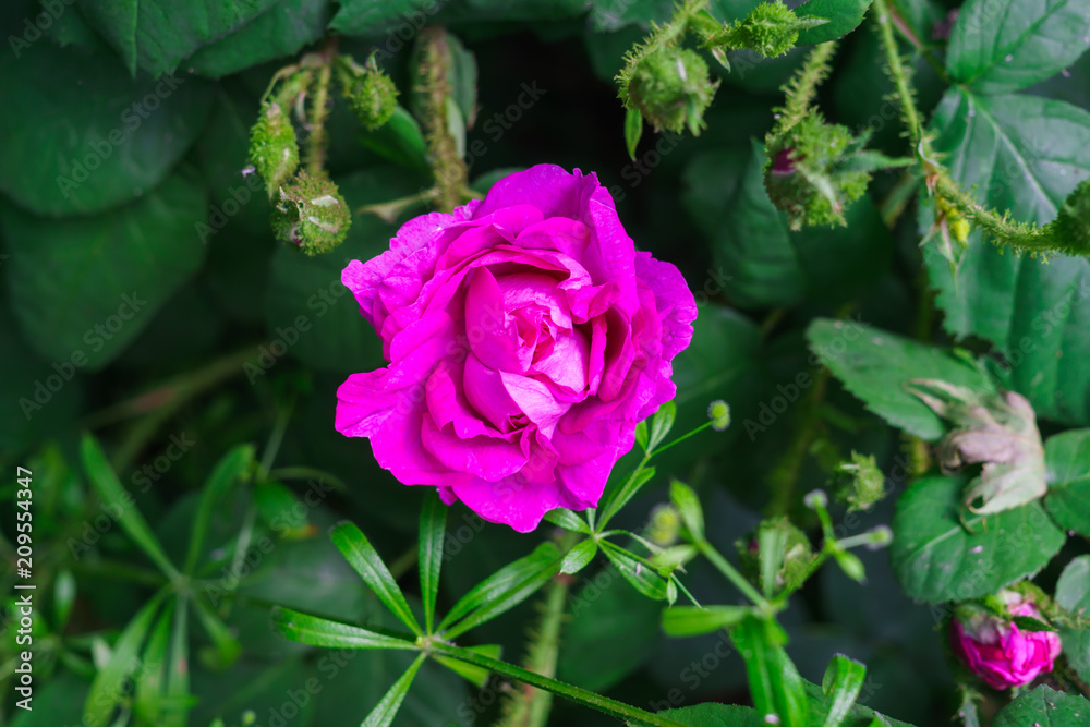 Colorful, beautiful, delicate flower rose in the garden Colorful, beautiful, delicate flower rose in the garden