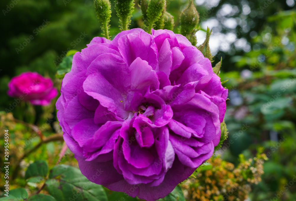 Colorful, beautiful, delicate flower rose in the garden Colorful, beautiful, delicate flower rose in the garden