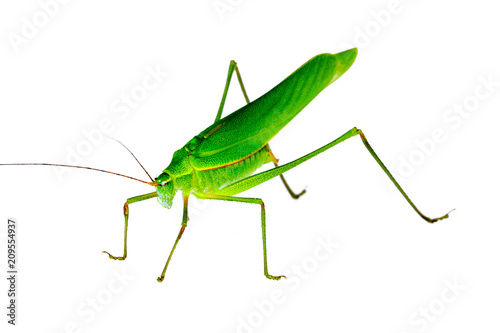 Young green grasshopper isolated on white background.
