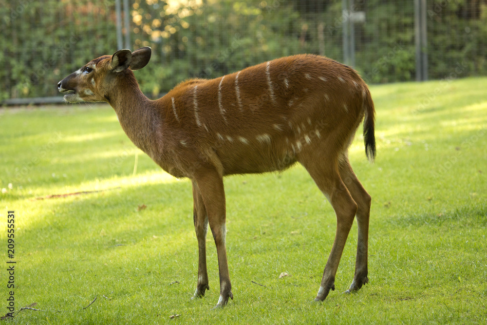 Lowland nyala (Tragelaphus angasii). Lowland nyala (Tragelaphus angasii).