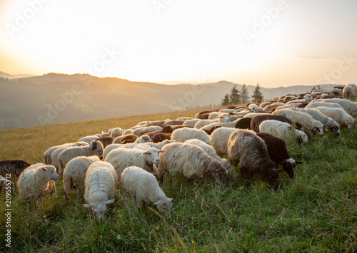 A herd of sheep on a hill in the rays of sunset. © Roman Rvachov