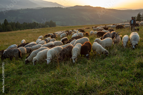 A herd of sheep on a hill in the rays of sunset. © Roman Rvachov