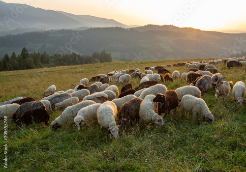 A herd of sheep on a hill in the rays of sunset.