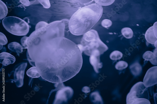 Jellyfish in action in the aquarium,Creating beautiful effect while in motion © Andrii
