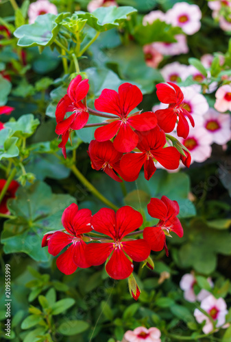 Fototapeta Naklejka Na Ścianę i Meble -  A beautiful multi-colored pelargonium on a flower bed