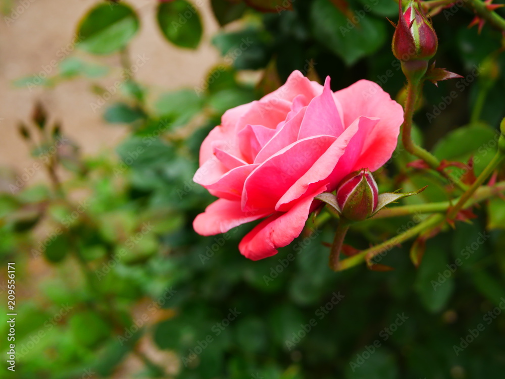 pink rose bush