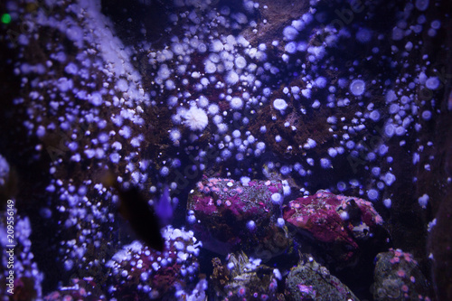 White sea anemone in blue fluorescent light