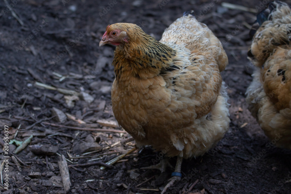 Huhn Huhn