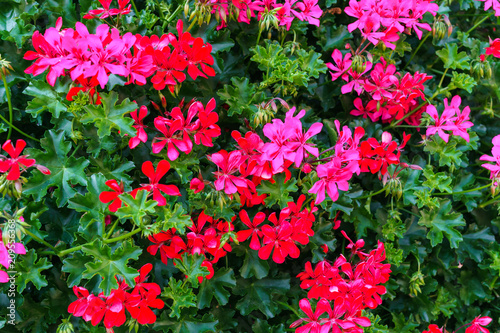 Fototapeta Naklejka Na Ścianę i Meble -  A beautiful multi-colored pelargonium on a flower bed