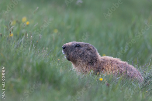 Marmotta (Marmota)