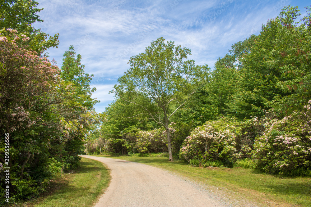 Mountain laurel blooming alongside a dirt road