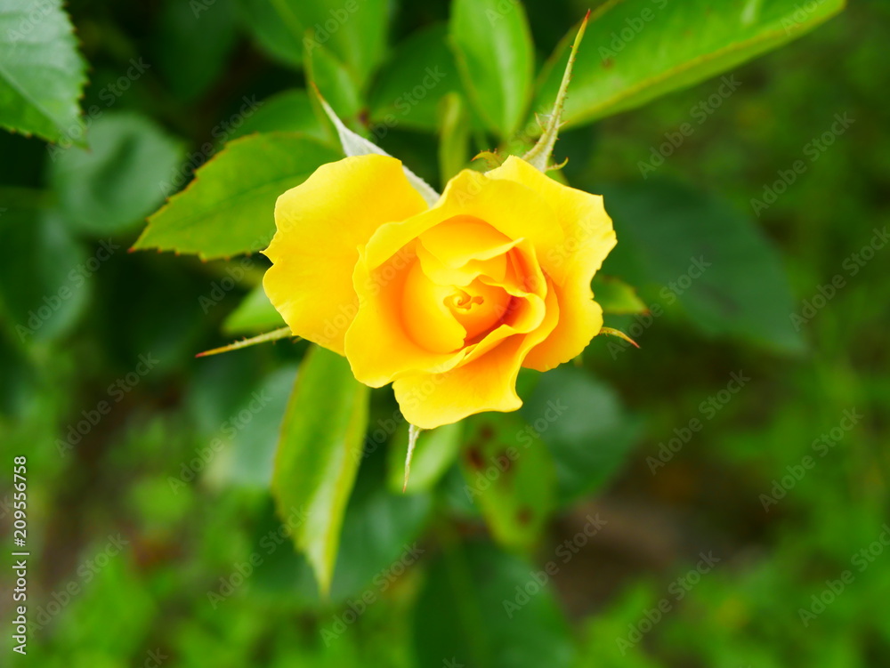 yellow rose in garden yellow rose in garden
