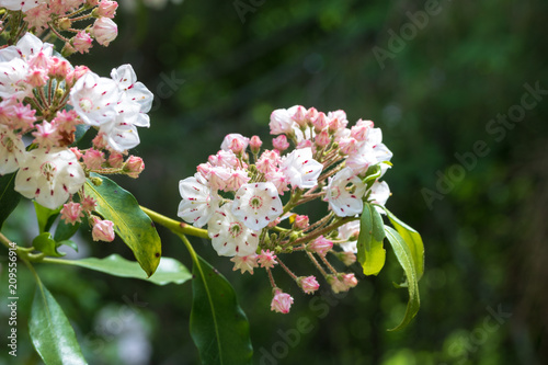 Mountain laurel in bloom with a blurred green background
