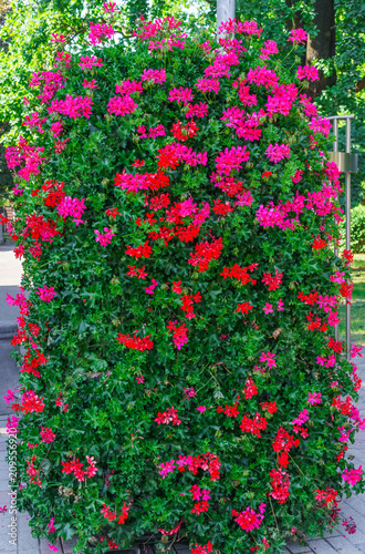 Fototapeta Naklejka Na Ścianę i Meble -  A beautiful multi-colored pelargonium on a flower bed