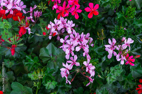 Fototapeta Naklejka Na Ścianę i Meble -  A beautiful multi-colored pelargonium on a flower bed