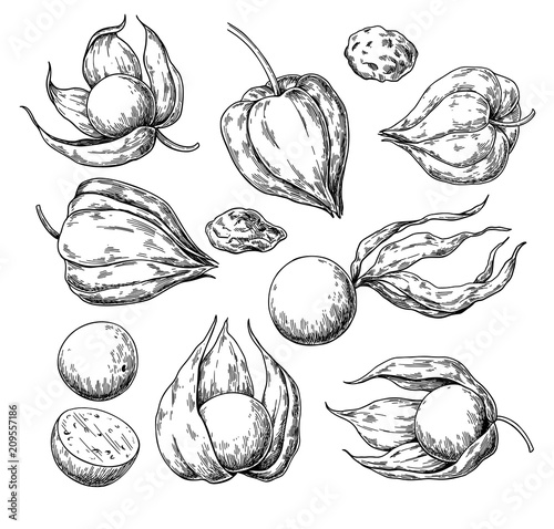 Physalis fruit vector drawing. Golden berry sketch. Vintage engraved illustration of superfood.