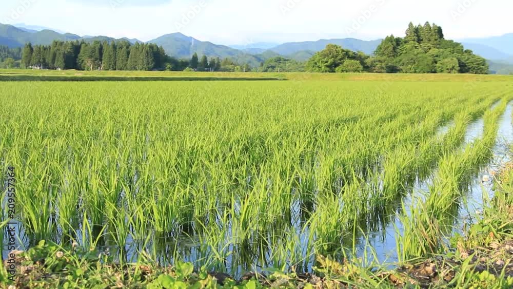 風に吹かれる初夏の水田 稲 苗 田舎の風景 風に吹かれる初夏の水田 稲 苗 田舎の風景