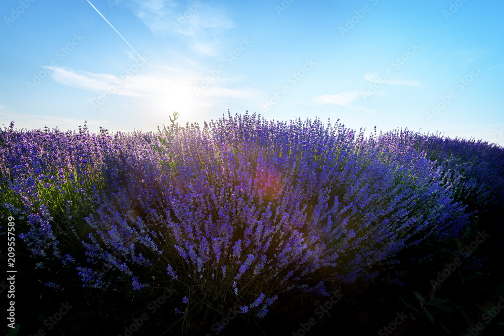Fototapeta premium Lavender fields. Beautiful image of lavender field.