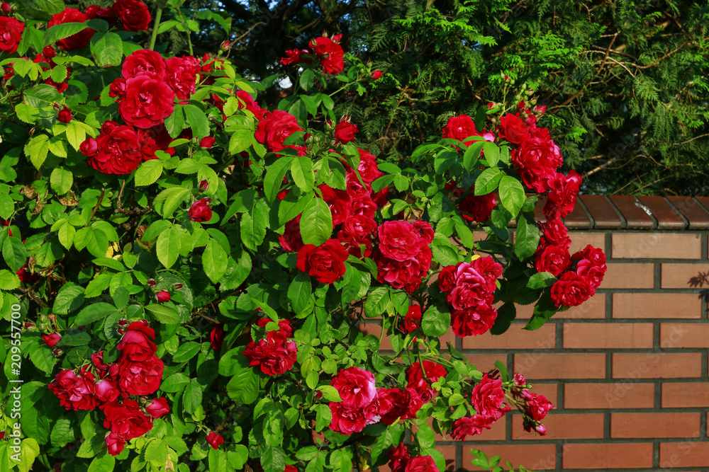 Red rose bush in the garden.