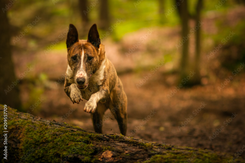 Hund im Sprung über einen Baumstamm Hund im Sprung über einen Baumstamm