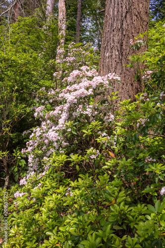 Mountain laurel blooming against a tree trunk