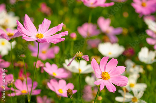 Fototapeta Naklejka Na Ścianę i Meble -  Pink cosmos flowers  in garden outdoor on nature background