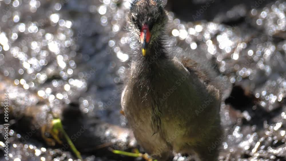 Moorhen Chick in Slow Motion Small Baby bird looking around 180p Full HD visual Resource with space for copy nature docomentary Shot in Denmark Copenhagen Østre Anlæg  