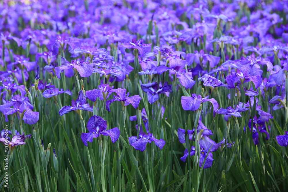 青い花菖蒲が満開となった花園