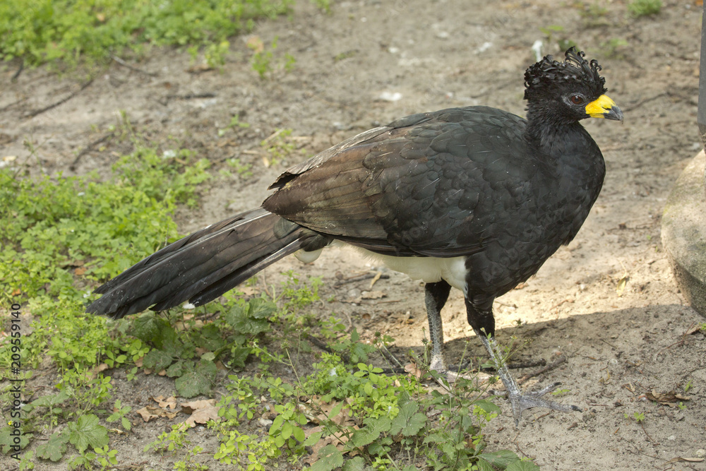 Naklejka premium Bare-faced curassow (Crax fasciolata).