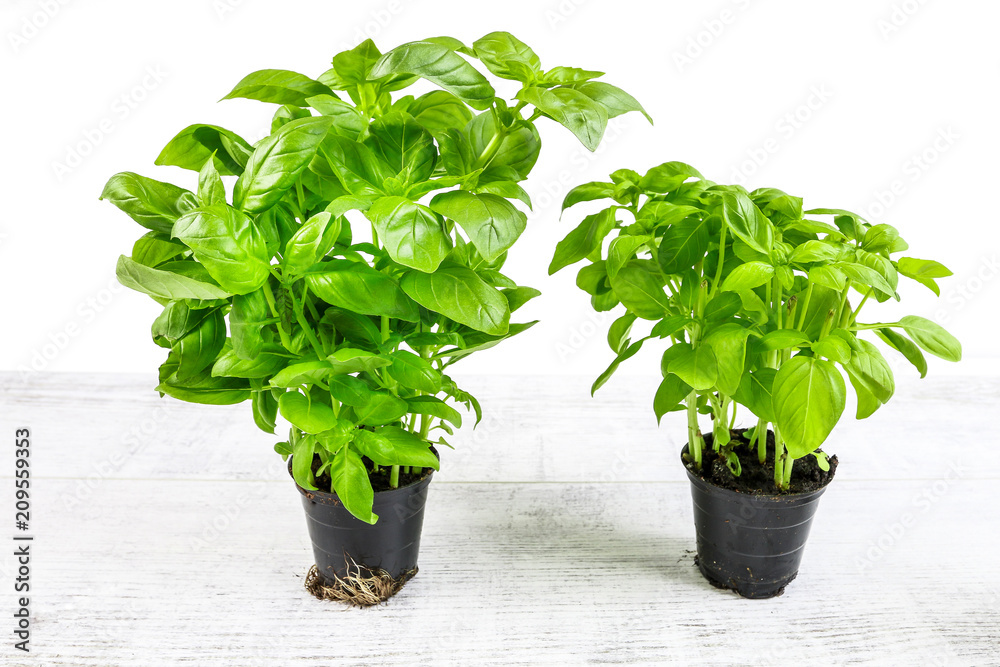 Pots with basil plant