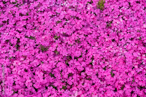 ピンクの一面に咲いたシバザクラの花