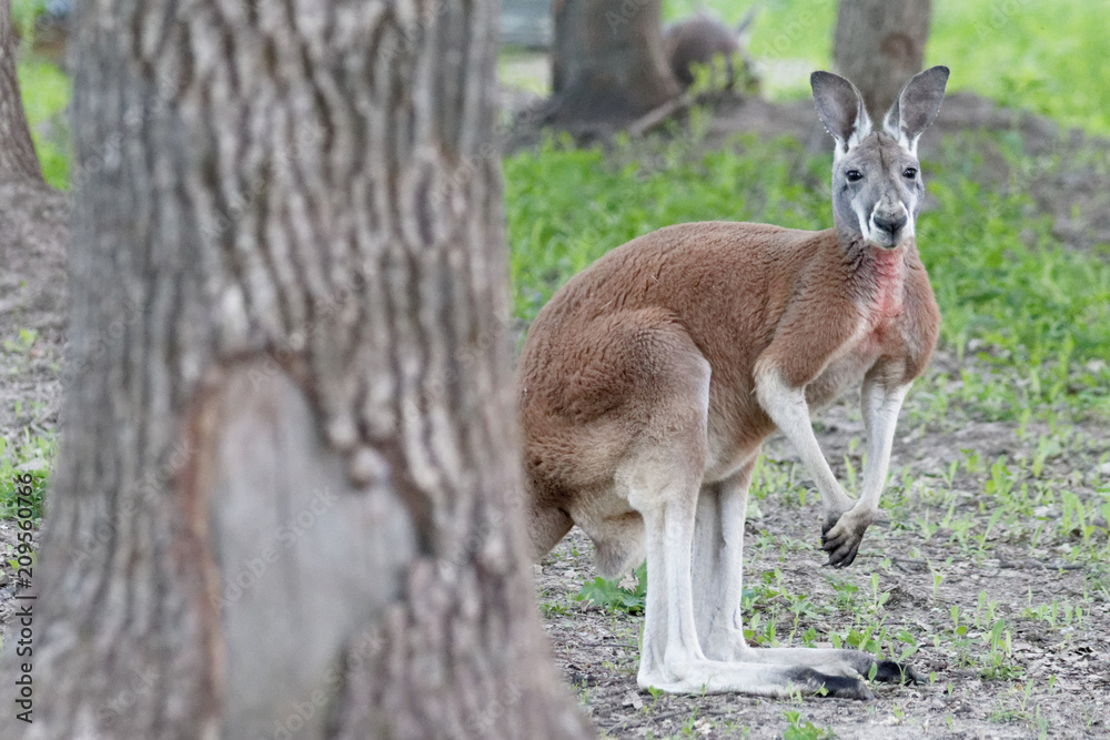 Wild grey kangaroo resting. Young cute wild grey kangaroo sitting and looking on the grass