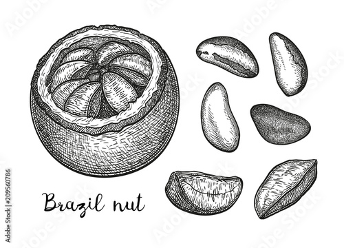 Ink sketch of Brazil nut.