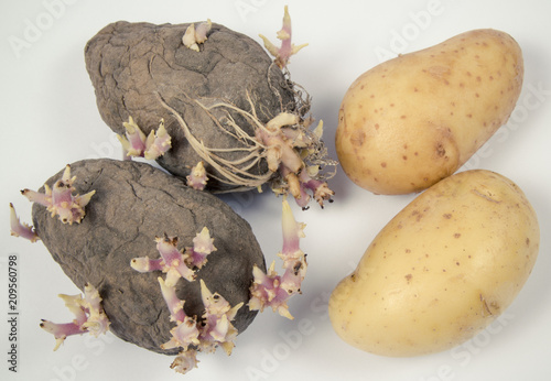 Rotten old sprouting potatoes on a light background.