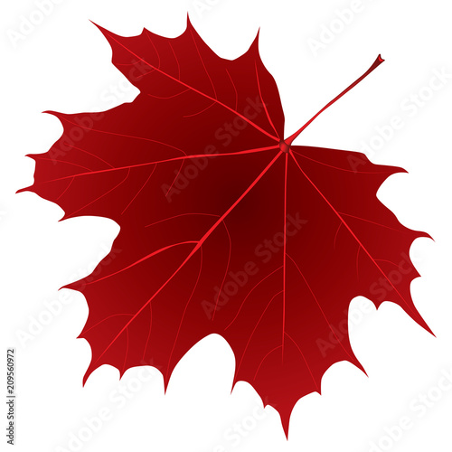 Dark red maple leaf
