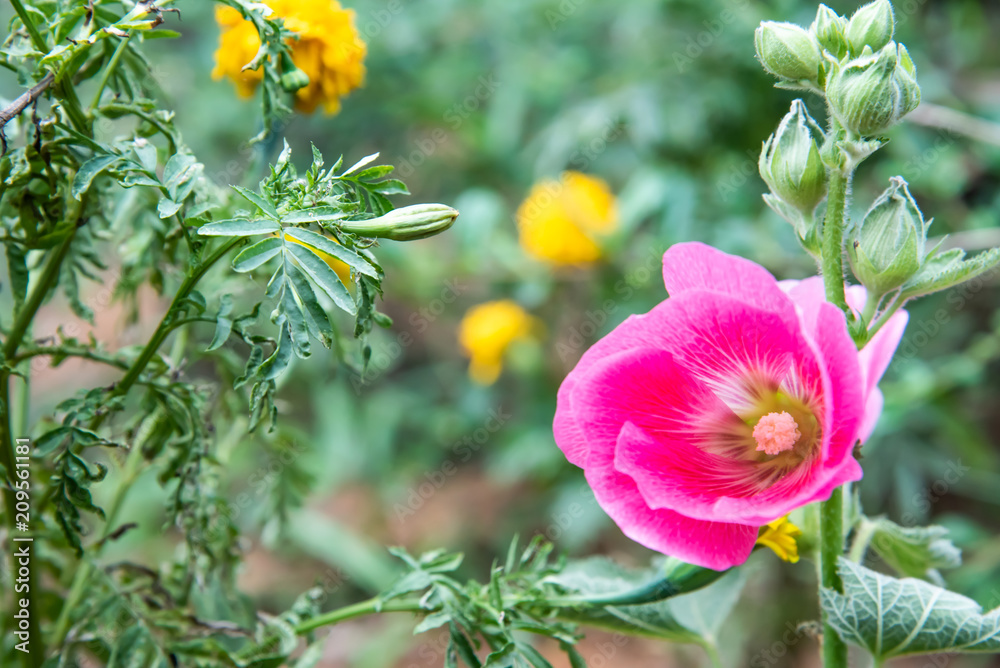 Pink Hollyhock with beauty backgrounds Pink Hollyhock with beauty backgrounds