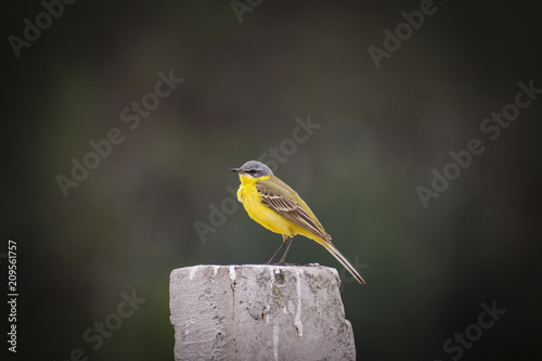 Two American goldfinch standing on twigs photo