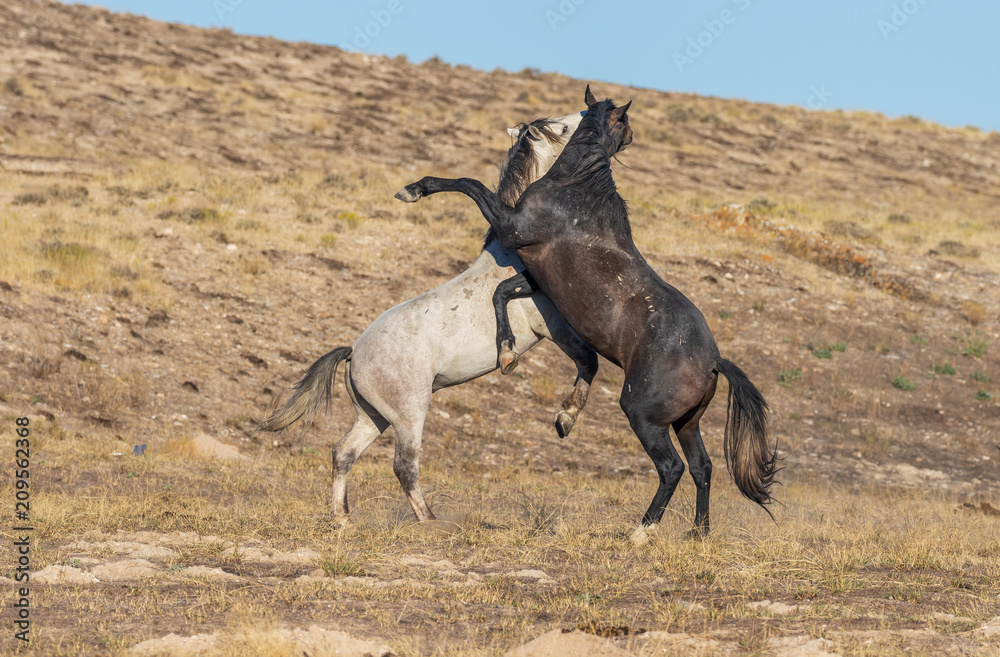 Wild Horse Stallions Fighting Wild Horse Stallions Fighting