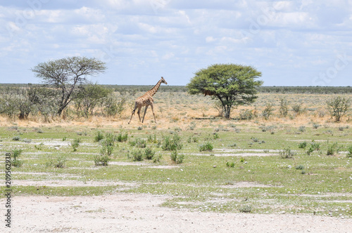 Giraffe im Etosha