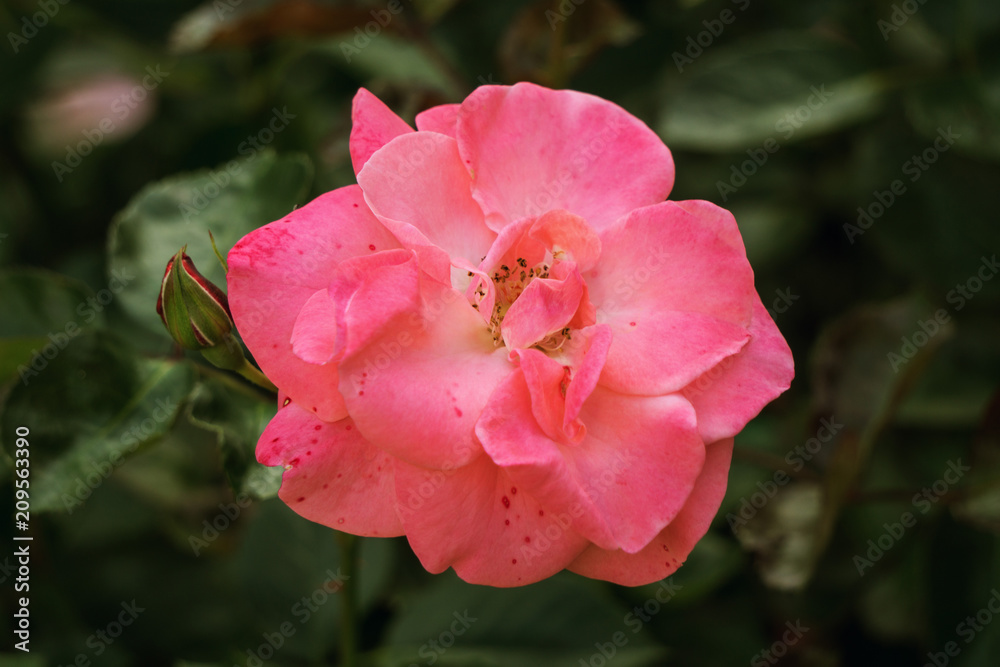 Beautiful rose flower Beautiful rose flower