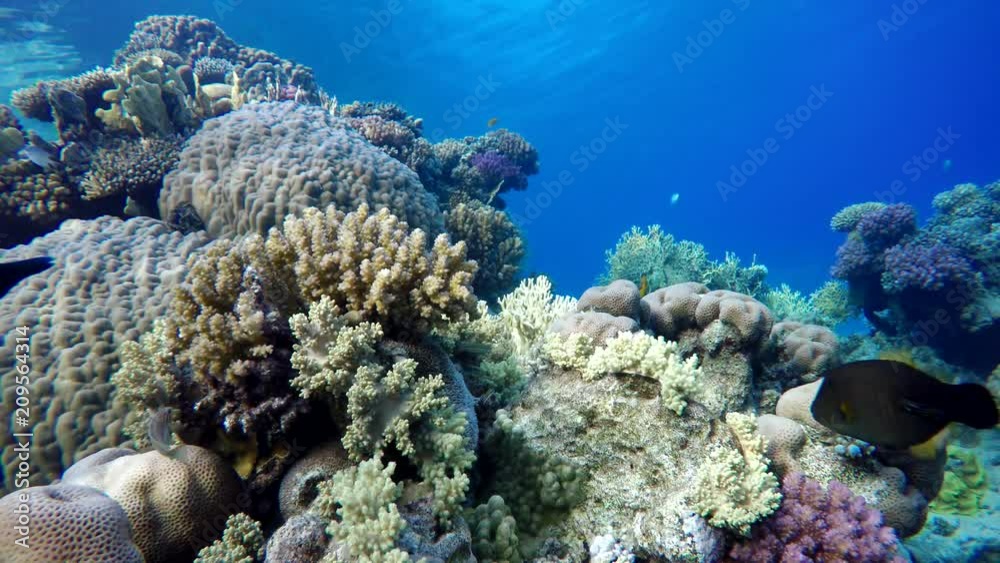 Reef and beautiful fish. Underwater life in the ocean. Tropical fish. Reef and beautiful fish. Underwater life in the ocean. Tropical fish.