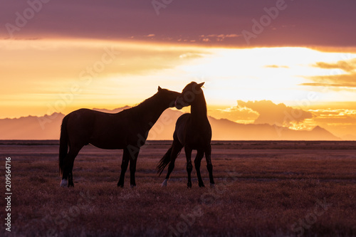 Wild Horses at Sunset in the Desert © natureguy