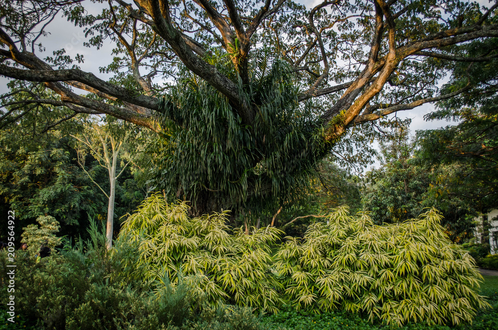Fototapeta premium Singapour - Parcs et Jardins