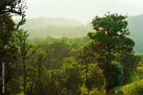 Moist forests and lush greenery.Ancient forest in the morning photo