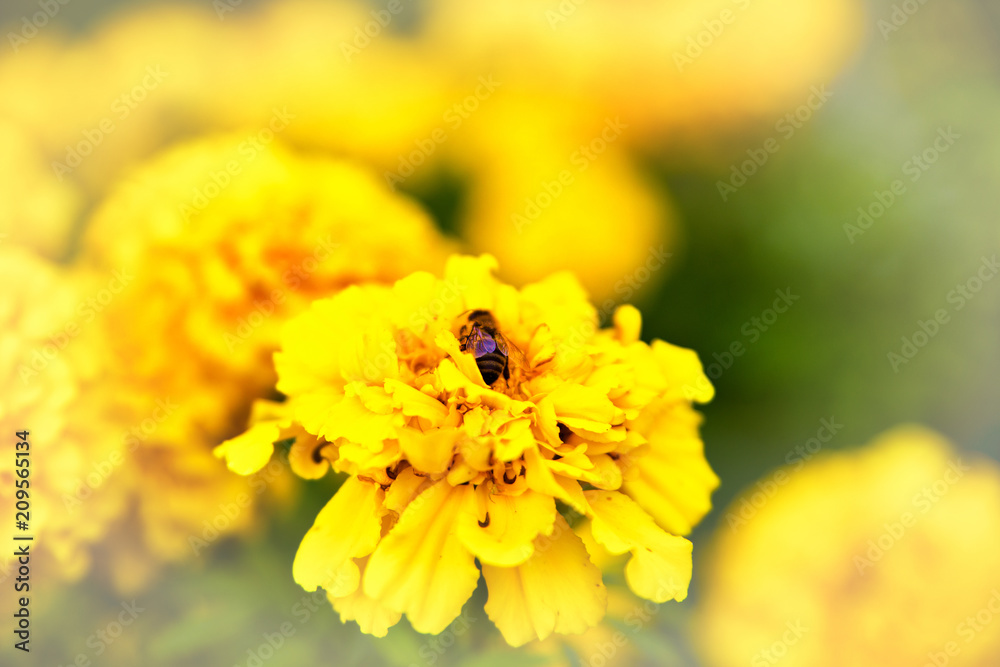 Bee on marigold flower blooming in the garden Bee on marigold flower blooming in the garden