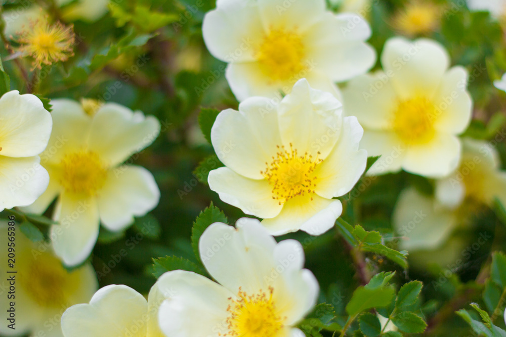 dogrose.Blooming wild rose Bush with white flowers dogrose.Blooming wild rose Bush with white flowers