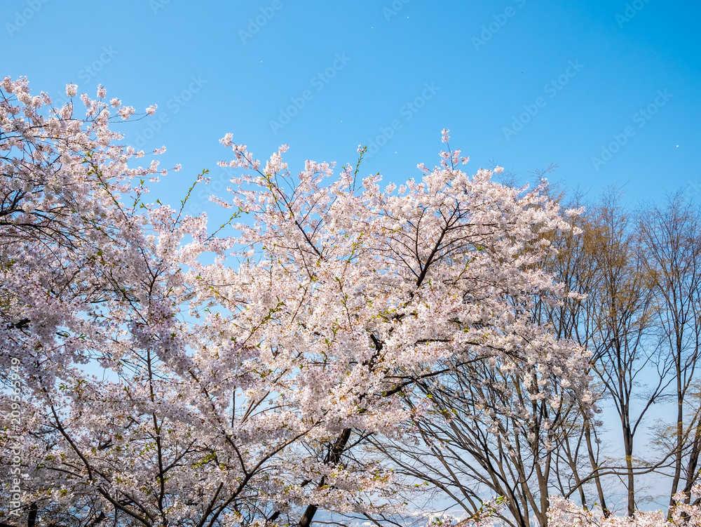 Cherry blossom at Namsan park, Seoul, South Korea.Blue sky background in summer season. Cherry blossom at Namsan park, Seoul, South Korea.Blue sky background in summer season.