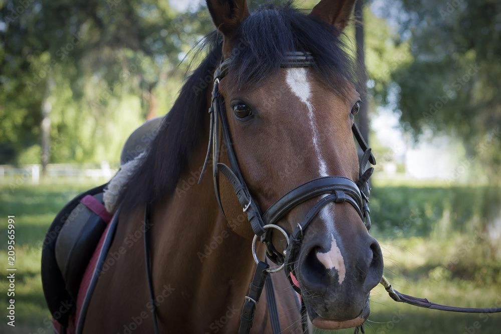Obraz premium Beautiful red horse with long mane portrait in motion