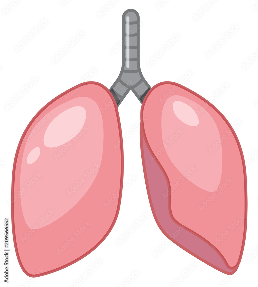 A Cartoon of Human Lung A Cartoon of Human Lung