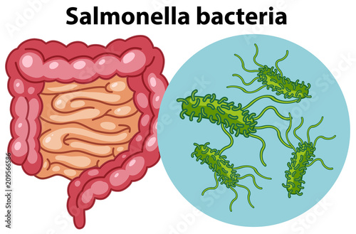 Magnified cells of Salmonella bacteria